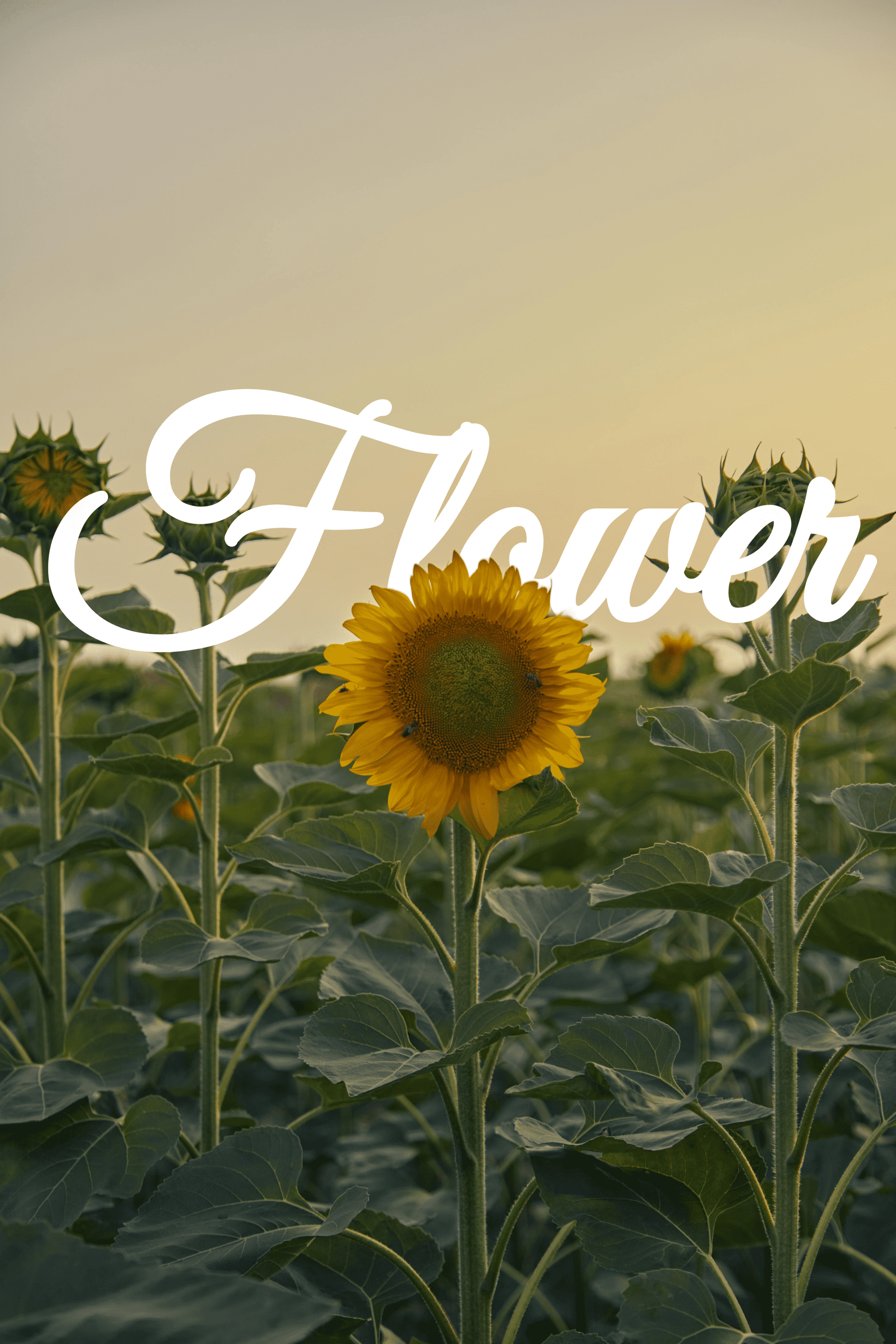 flower - After