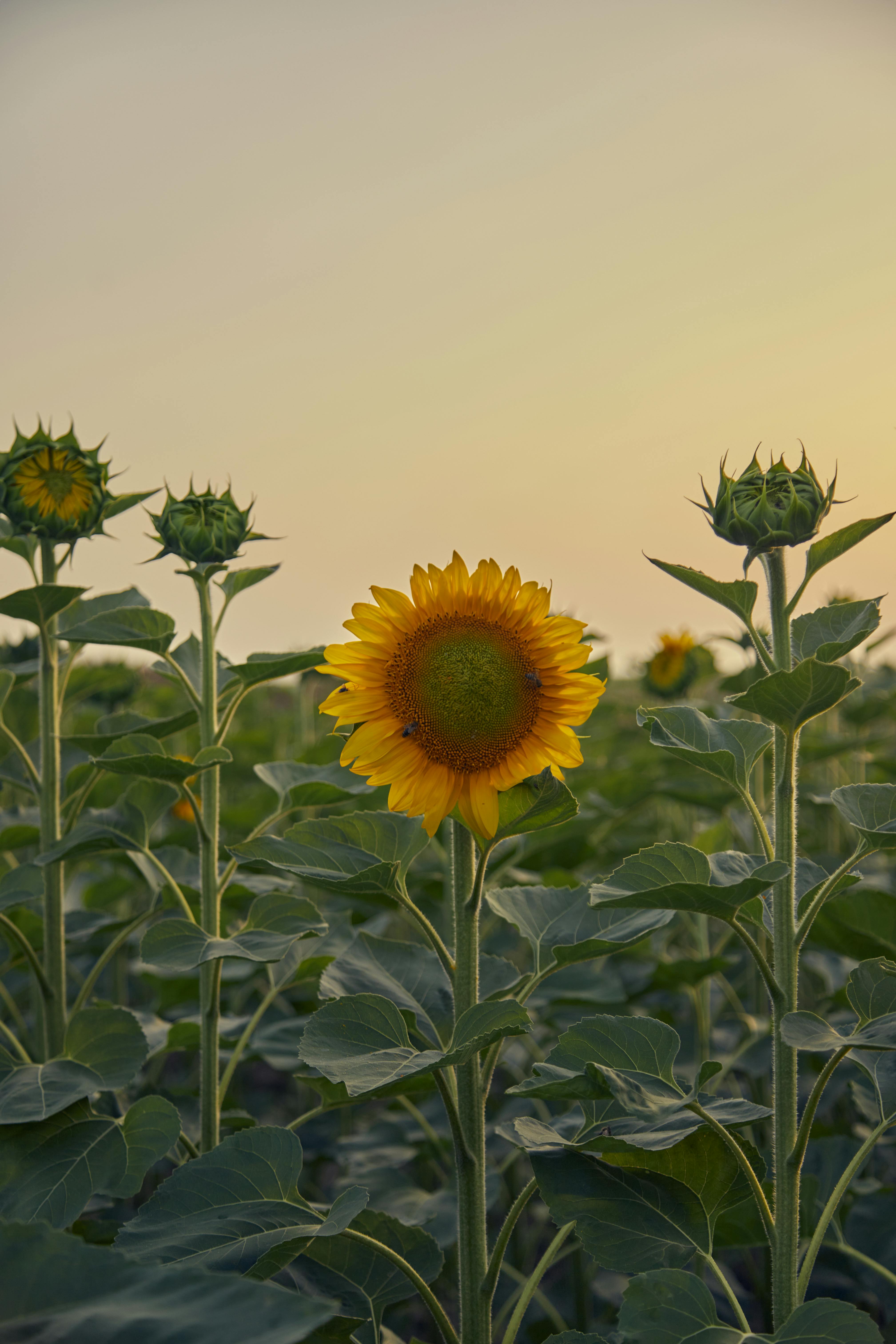 flower - Before